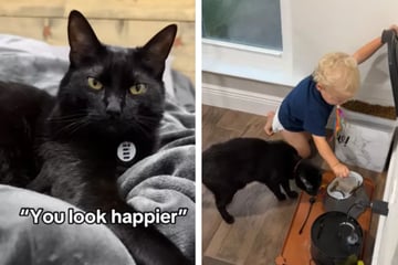 Mutter ist sprachlos, als sie sieht, wie Katze ihren Sohn "trainiert" hat