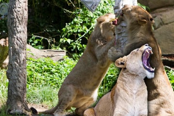 Pubertier im Leipziger Löwengehege: Tochter beißt Mutter in Kopf