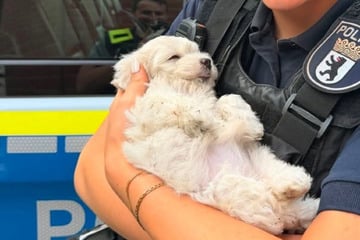 Kind schleudert hilflosen Welpen durch die Luft – Polizei rettet Hundebaby