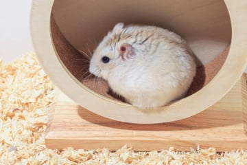 Langeweile im Gehege? Hamster beschäftigen und für Abwechslung sorgen