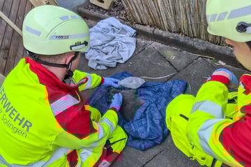 Feuer in Mehrfamilienhaus: Menschen können sich retten, doch Katze wird vermisst