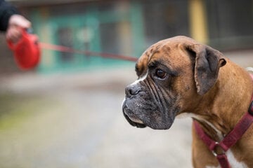 Hund blutig getreten und gewürgt: Polizei schreitet dank Zeugin ein