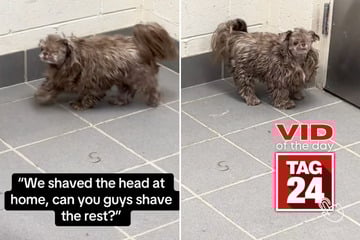 Viral Video of the Day for February 4, 2026: Dog's DIY haircut has groomers losing it