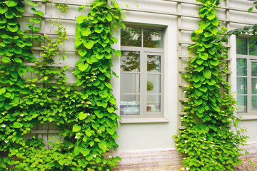 So funktioniert Fassadenbegrünung: Die besten Pflanzen für die Hauswand