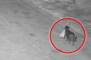 Clever oder dreist? Hund hilft Halter bei illegaler Müllentsorgung