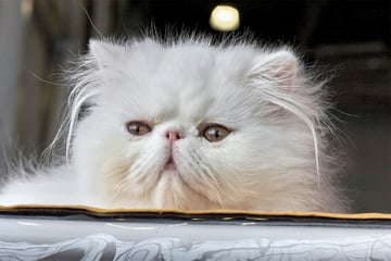 Top 10 grumpy cat breeds