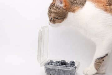 Can cats eat blueberries?