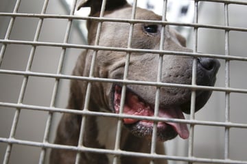 Mann ersticht eigenen Hund: Bullterrier verletzte zuvor Mutter des Halters schwer