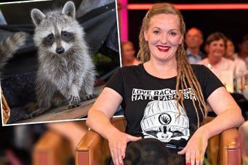 Riverboat: "Hat Deutschland ein Waschbär-Problem?": Expertin klärt im "Riverboat" auf