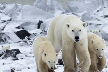 Rührende Szenen: Eisbären-Mama adoptiert fremdes Junges