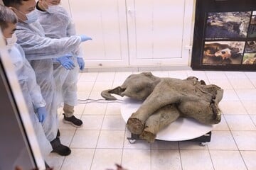 Extremely rare baby mammoth remains found in Siberia in "unique discovery"