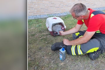 Leipzig: Süß! Feuerwehr muss Mieze in Leipzig aus versehentlich verriegeltem Auto befreien