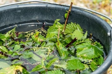 Brennnesseljauche: So einfach macht man Bio-Dünger selbst