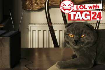 Joke of the Night for December 6, 2025: Get your funny on for Caturday