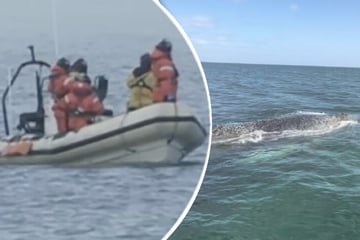 Boote brechen Begleitung des Ostsee-Buckelwals für heute ab! Wie geht es jetzt weiter?