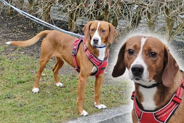 Hund völlig alleine: "Nähe gehört für ihn ganz selbstverständlich dazu"