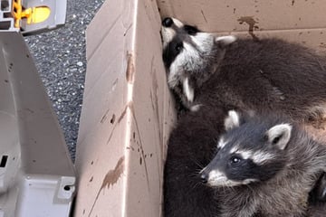 Waschbär-Alarm in Kamin: Feuerwehr rettet putzige Familie
