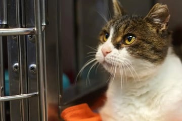 Katzenopa Rudi hofft auf sein Happy End: Trotz gesundheitlicher Probleme