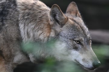 Mehrere Wölfe in Hessen gesichtet: Wo leben die Tiere in freier Wildbahn?