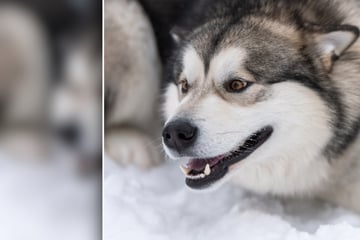 Junge (†7) füttert mit Mutter eigene Hunde: Da stürzen sie sich plötzlich auf ihn