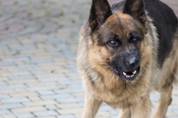 Biss-Attacke: Schäferhund reißt sich los und greift Rentner an