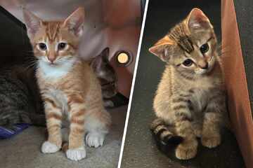 Ausgesetzte Katzenbabys gerettet: Bei diesem Anblick schmelzt selbst die Polizei dahin