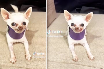 Chihuahua könnte ohne Halskrause sterben: Hündin Gizmo wartet tapfer auf OP-Termin