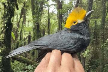 Texas researchers rediscover "lost bird" in the Congo