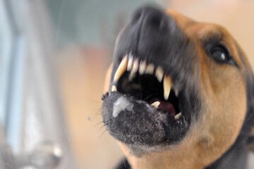 Leine reißt beim Gassigehen: Hundebesitzer nutzt Pfefferspray gegen aggressiven Vierbeiner