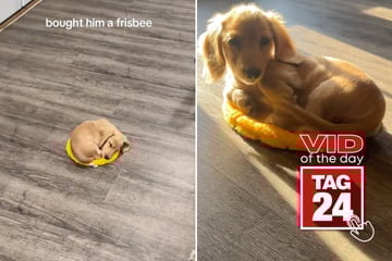 Viral Video of the Day for August 17, 2025: Dog turns frisbee into cutest bed ever in viral TikTok!