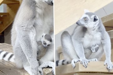 Wie niedlich! Dieser süße Nachwuchs tobt ab jetzt durch Hagenbeck