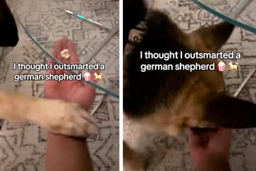 Herrchen will seinen Schäferhund austricksen: So clever reagiert das Tier