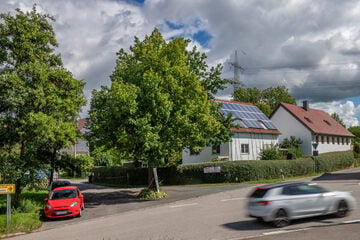 Diese Linde spaltet ein ganzes Dorf: Beliebter Baum soll einem Kreisverkehr weichen