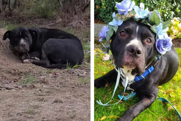 "Sweet angel" rescue dog goes from "trash" to treasure