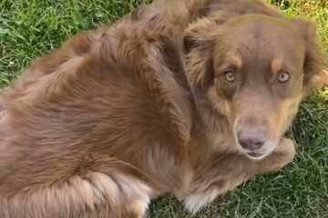 Dog owner is shocked when she sees what her mother-in-law has done to her pup!