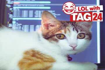 Joke of the Night for June 7, 2025: A cat joke to make you smile for Caturday