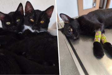 Schon sieben tote Kitten nach Parvo-Ausbruch: Tierschützer kämpfen verzweifelt um jedes Leben