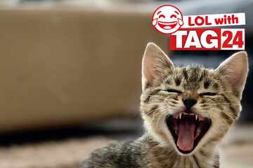 Joke of the Day for April 11, 2026: A funny for Caturday!