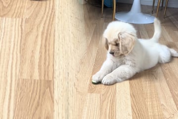 Golden-Retriever-Welpe wird mit Gemüse konfrontiert: Seine Reaktion lässt Herzen hüpfen