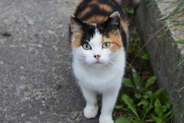 Die schönsten Namen für weibliche Katzen