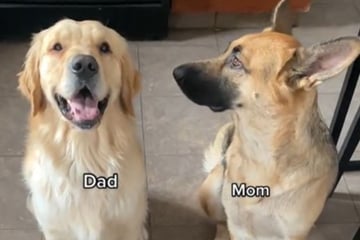 Golden Retriever und Schäferhund zeugen Welpen: So niedlich sehen die Welpen aus