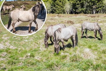 Tierischer Einsatz im Schwarzwald: Darum grasen jetzt Ponys im Nationalpark