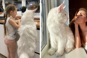 Is this fantastic feline the biggest cat in the world?