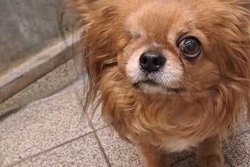 Nur ein Auge, aber voller Hoffnung: Wer gibt Chihuahua-Mischling Chico eine zweite Chance?