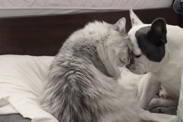 Cat and dog get caught in the act of actually getting along in viral video