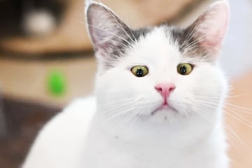Kater Kitzo ist fast blind: Doch auf eines will er nicht verzichten
