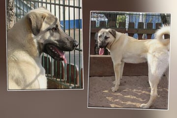 Cooler Kangal-Opa verbringt sein Leben im Tierheim: Darf Bulut auf ein Wunder hoffen?