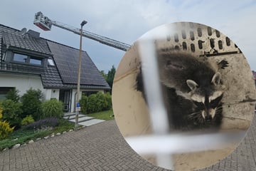 Ungewöhnliche Rettung: Waschbär-Familie steckt im Schornstein fest