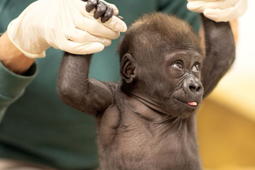 Forth Worth Zoo's baby gorilla will get a new home as search for a new mom continues