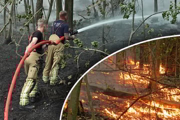 Hilfe, unsere Heide brennt! Kiefern, Eichen und Roteichen in Flammen